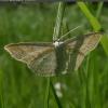 Scopula immutata